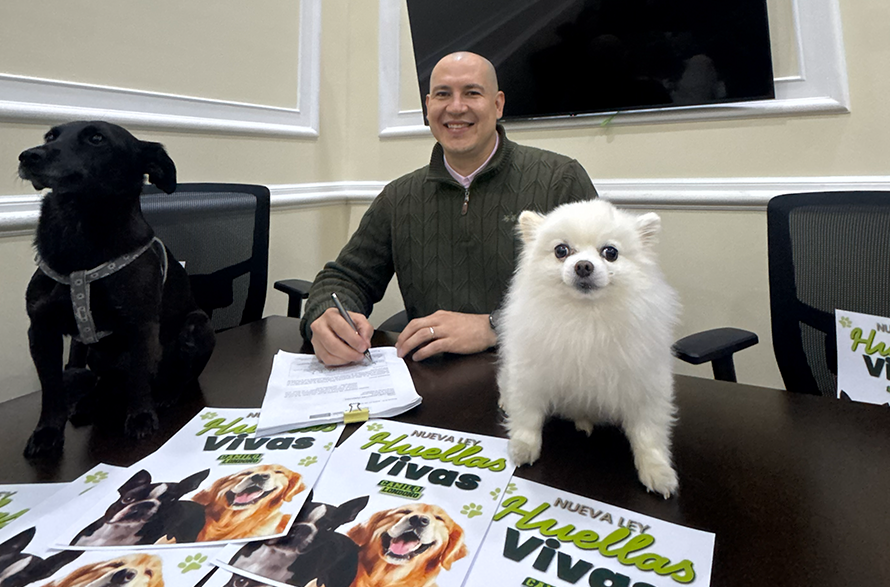 Camilo Londoño impulsa la “Ley Huellas Vivas”, el proyecto que llevaría el SOAT a la atención de animales atropellados