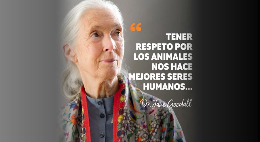 Homenaje a Jane Goodall: una vida dedicada a la defensa de la vida