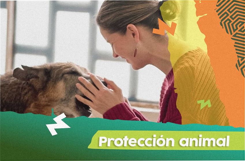 Logramos que la esterilización de perros y gatos callejeros se convierta en una política de estado